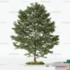 1375657 - Tree 3D Models - Exterior and Architecture 3DS Max - 172 3D Max