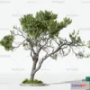 1375723 - Tree 3D Models - Exterior and Architecture 3DS Max - 173 3D Max