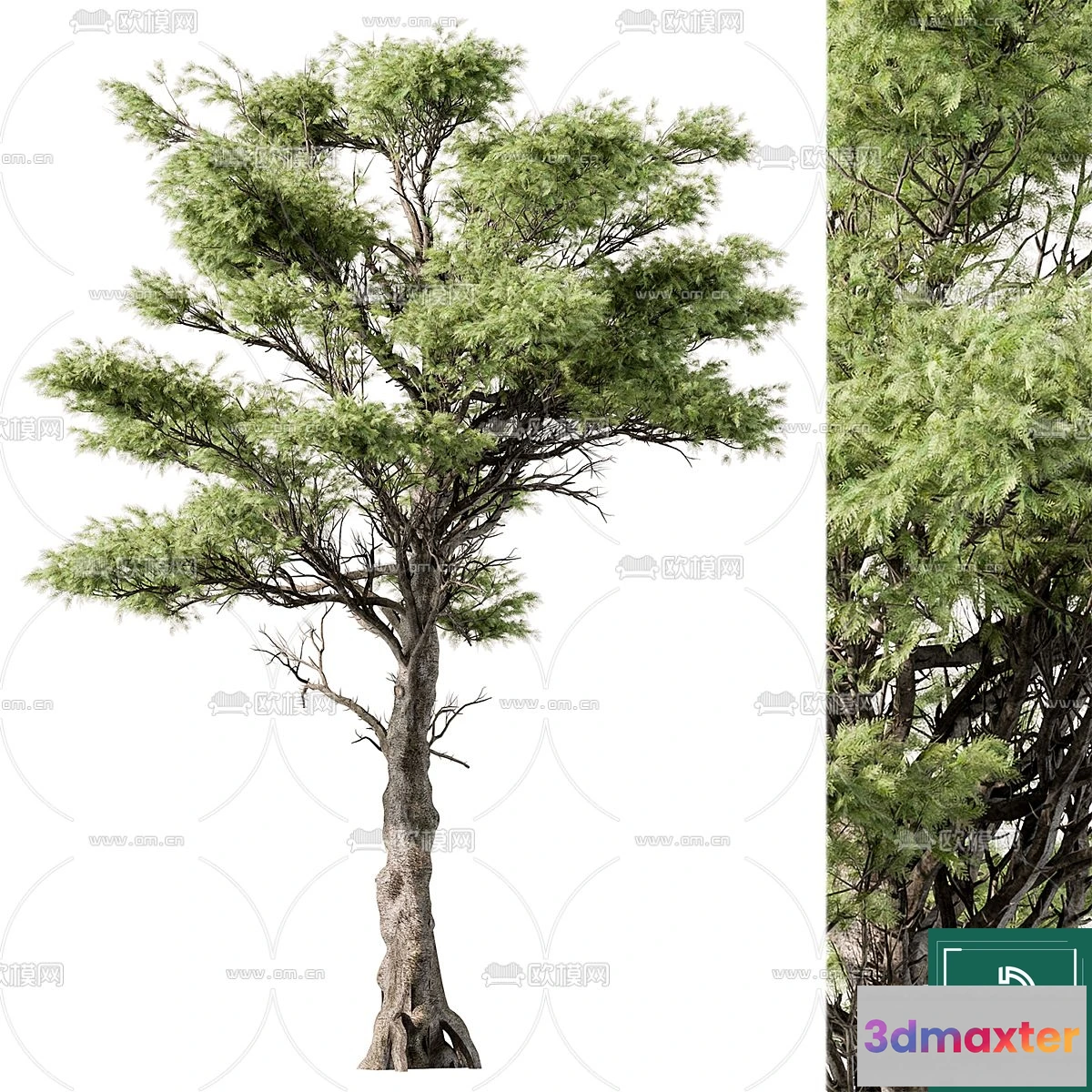 1376249 - Tree 3D Models - Exterior and Architecture 3DS Max - 181 3D Max
