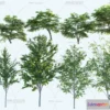1376530 - Tree 3D Models - Exterior and Architecture 3DS Max - 185 3D Max