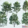 1376652 - Tree 3D Models - Exterior and Architecture 3DS Max - 187 3D Max