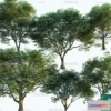 1376908 - Tree 3D Models - Exterior and Architecture 3DS Max - 191 3D Max