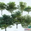1376981 - Tree 3D Models - Exterior and Architecture 3DS Max - 192 3D Max