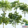 1377043 - Tree 3D Models - Exterior and Architecture 3DS Max - 193 3D Max
