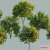 1377165 - Tree 3D Models - Exterior and Architecture 3DS Max - 195 3D Max
