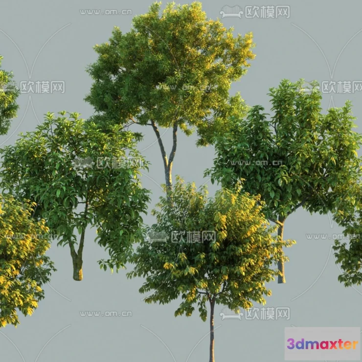 1377165 - Tree 3D Models - Exterior and Architecture 3DS Max - 195 3D Max