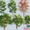 1377427 - Tree 3D Models - Exterior and Architecture 3DS Max - 199 3D Max