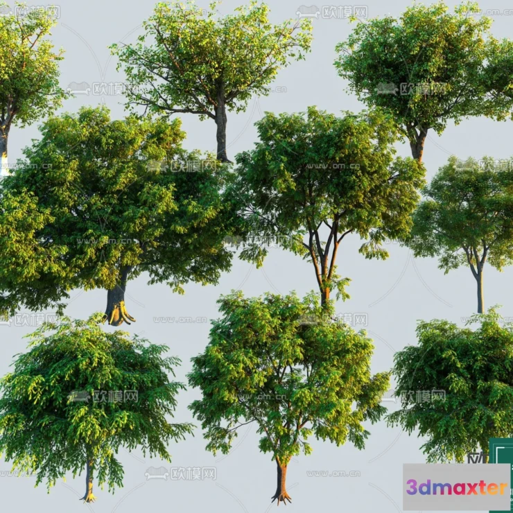 1377867 - Tree 3D Models - Exterior and Architecture 3DS Max - 205 3D Max