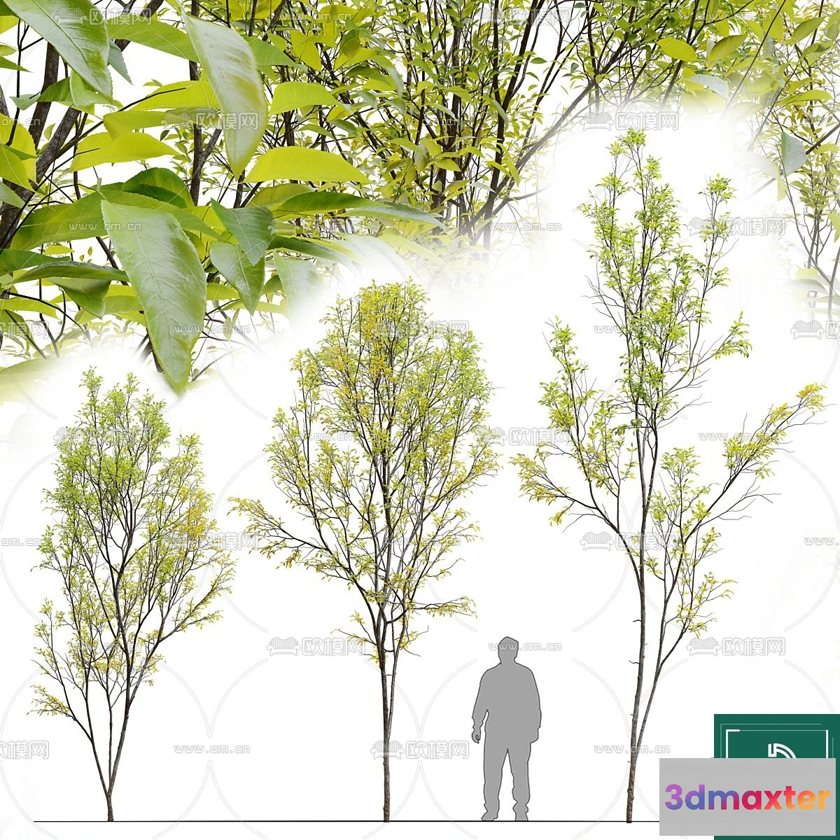 1378064 - Tree 3D Models - Exterior and Architecture 3DS Max - 208 3D Max