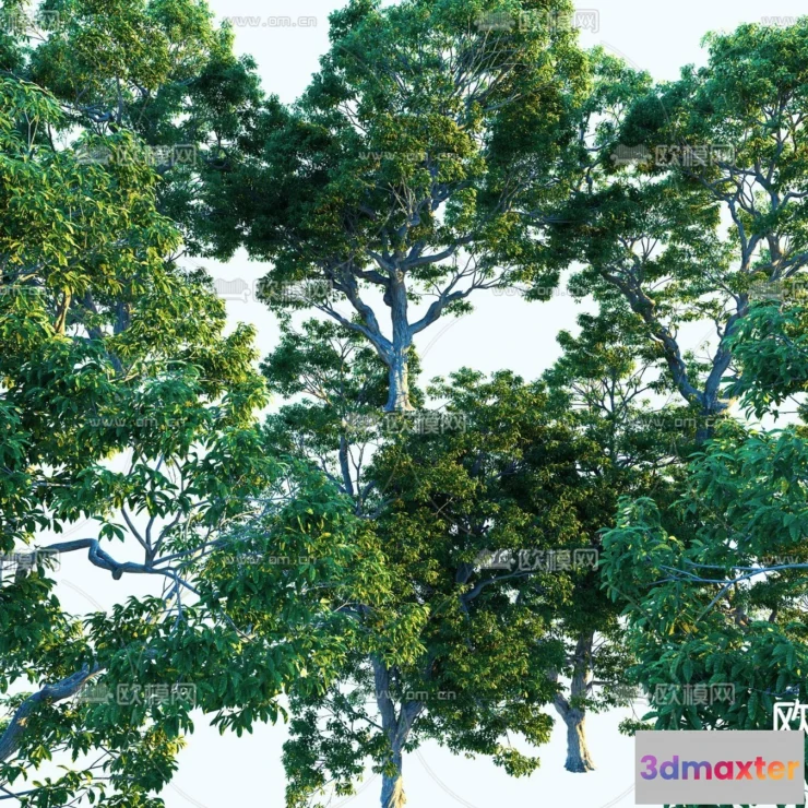 1378129 - Tree 3D Models - Exterior and Architecture 3DS Max - 209 3D Max