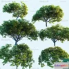 1378401 - Tree 3D Models - Exterior and Architecture 3DS Max - 213 3D Max