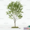 1378657 - Tree 3D Models - Exterior and Architecture 3DS Max - 217 3D Max