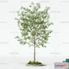 1378736 - Tree 3D Models - Exterior and Architecture 3DS Max - 218 3D Max