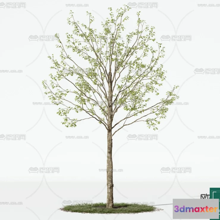 1378868 - Tree 3D Models - Exterior and Architecture 3DS Max - 220 3D Max