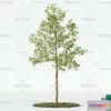1379136 - Tree 3D Models - Exterior and Architecture 3DS Max - 224 3D Max