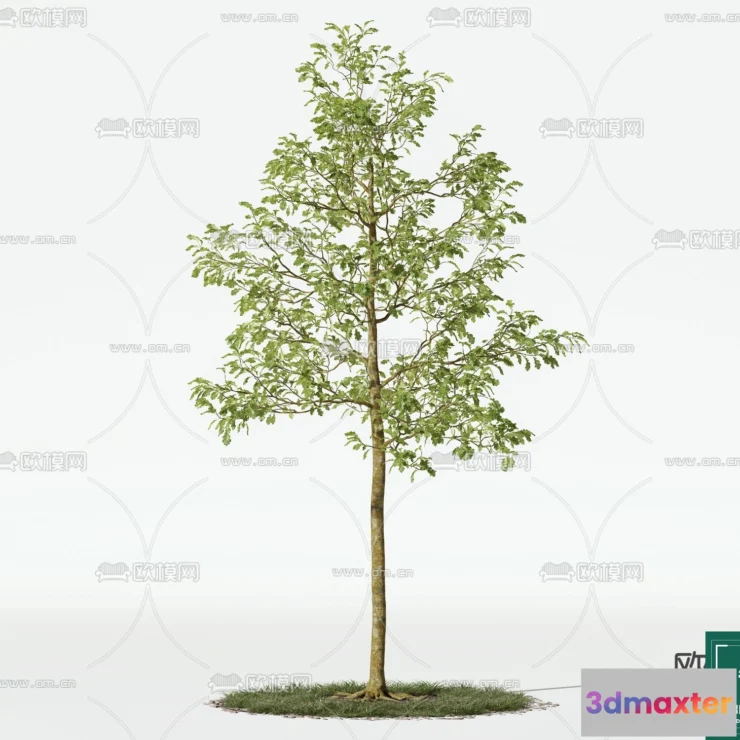 1379136 - Tree 3D Models - Exterior and Architecture 3DS Max - 224 3D Max
