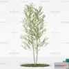 1379199 - Tree 3D Models - Exterior and Architecture 3DS Max - 225 3D Max
