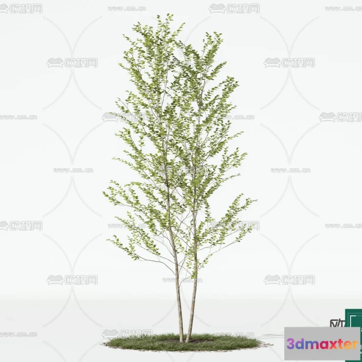 1379199 - Tree 3D Models - Exterior and Architecture 3DS Max - 225 3D Max