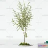 1379262 - Tree 3D Models - Exterior and Architecture 3DS Max - 226 3D Max