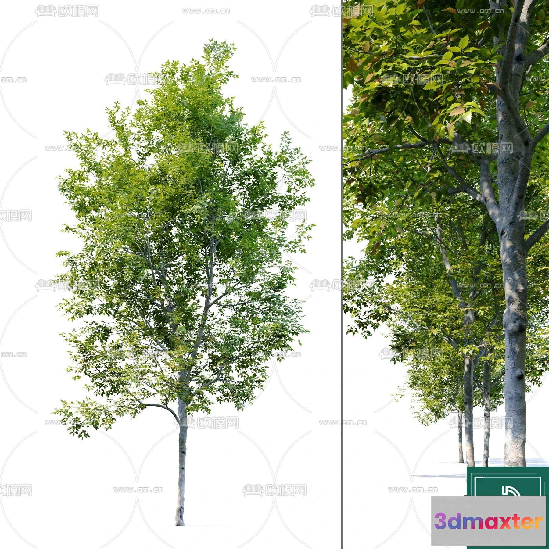 1379332 - Tree 3D Models - Exterior and Architecture 3DS Max - 227 3D Max