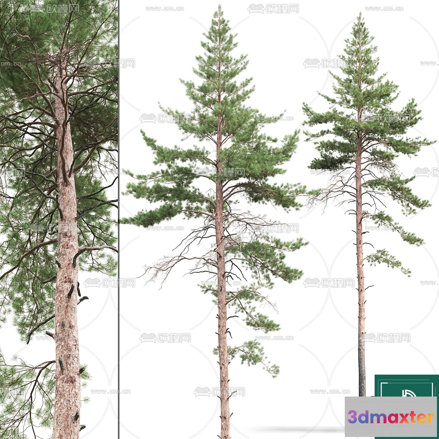 1379463 - Tree 3D Models - Exterior and Architecture 3DS Max - 229 3D Max