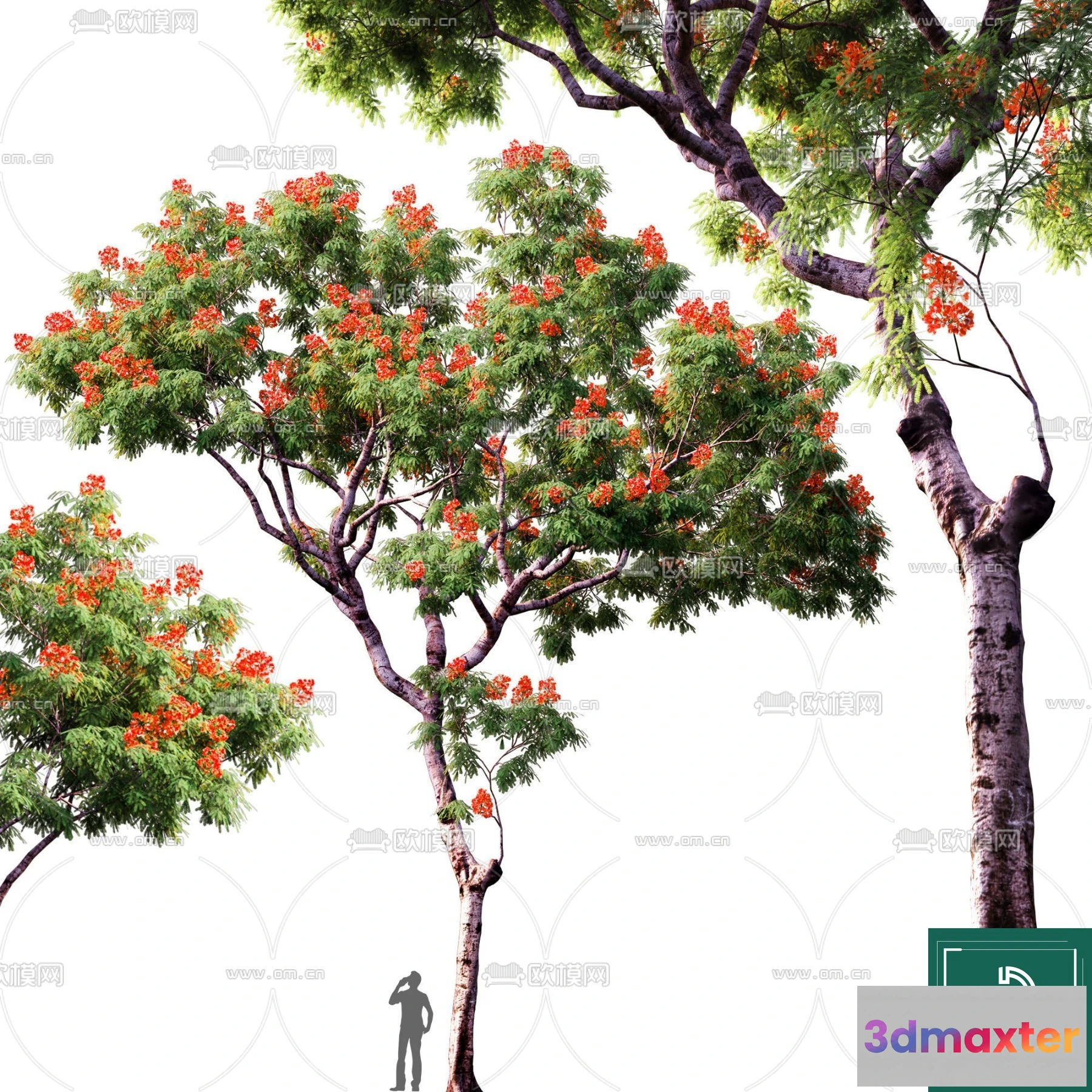 1379525 - Tree 3D Models - Exterior and Architecture 3DS Max - 230 3D Max