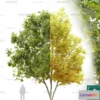 1379725 - Tree 3D Models - Exterior and Architecture 3DS Max - 233 3D Max