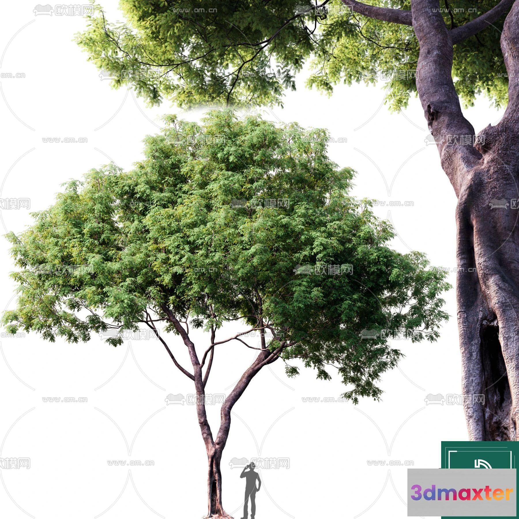 1379792 - Tree 3D Models - Exterior and Architecture 3DS Max - 234 3D Max