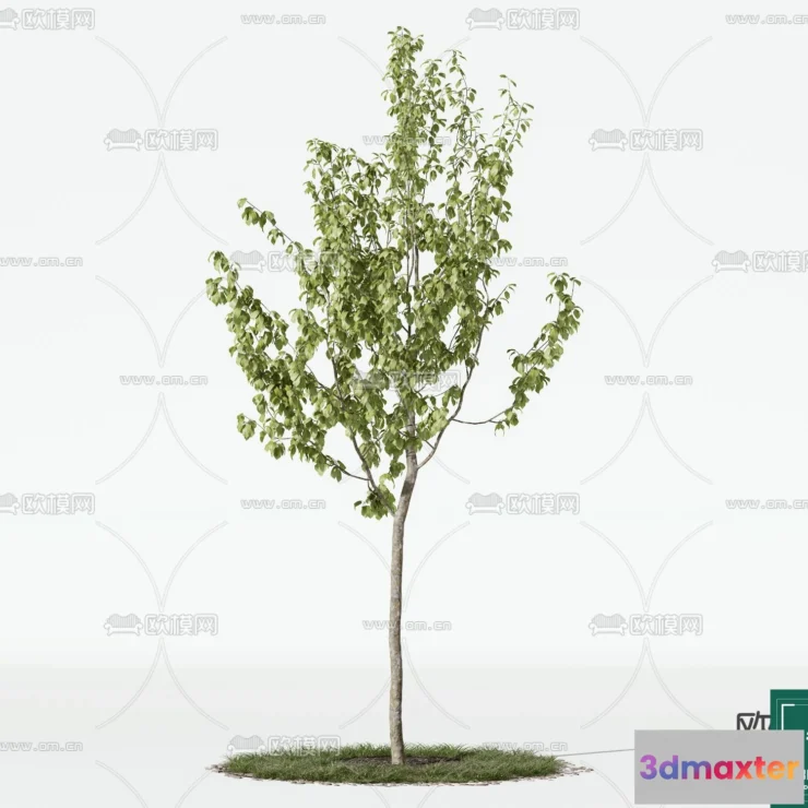1379976 - Tree 3D Models - Exterior and Architecture 3DS Max - 237 3D Max