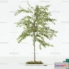 1380040 - Tree 3D Models - Exterior and Architecture 3DS Max - 238 3D Max