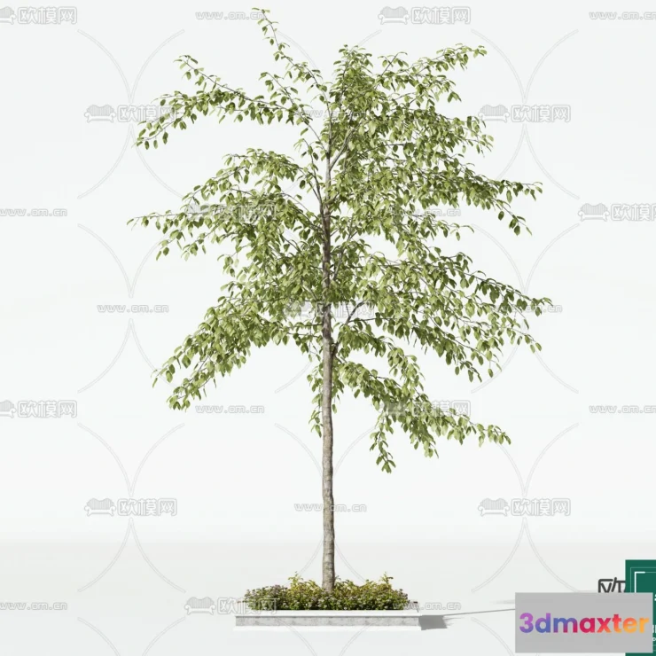 1380040 - Tree 3D Models - Exterior and Architecture 3DS Max - 238 3D Max