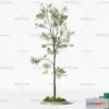1380106 - Tree 3D Models - Exterior and Architecture 3DS Max - 239 3D Max