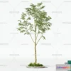 1380239 - Tree 3D Models - Exterior and Architecture 3DS Max - 241 3D Max
