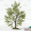 1380302 - Tree 3D Models - Exterior and Architecture 3DS Max - 242 3D Max