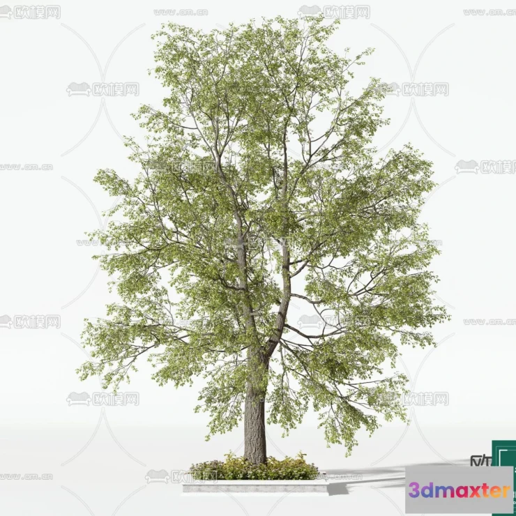 1380376 - Tree 3D Models - Exterior and Architecture 3DS Max - 243 3D Max
