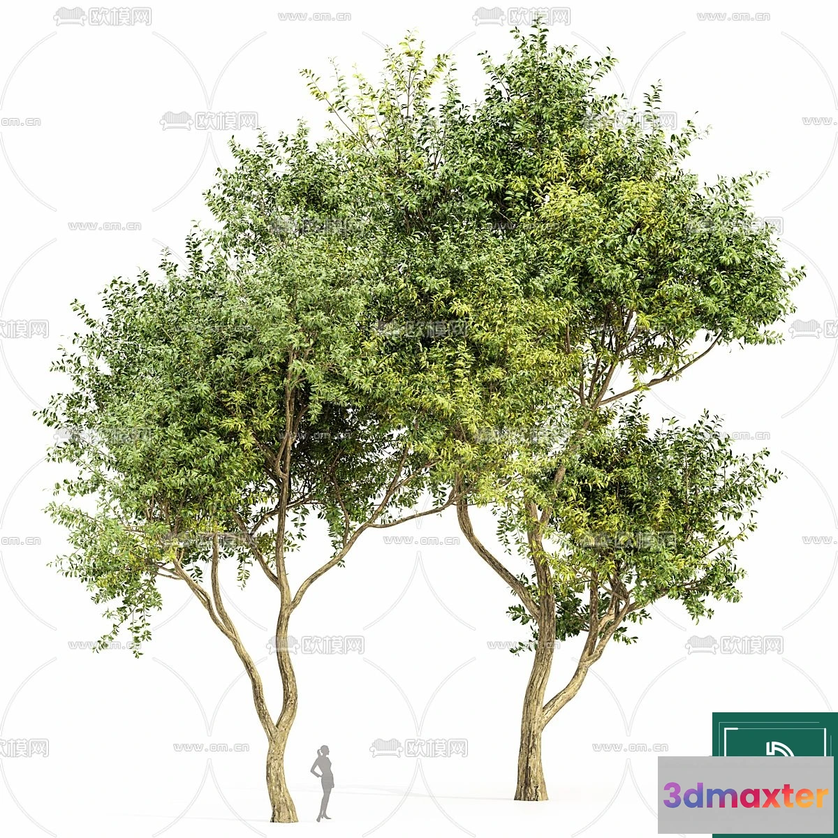 1380448 - Tree 3D Models - Exterior and Architecture 3DS Max - 244 3D Max