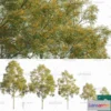 1380577 - Tree 3D Models - Exterior and Architecture 3DS Max - 246 3D Max
