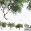 1380703 - Tree 3D Models - Exterior and Architecture 3DS Max - 248 3D Max