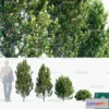 1380768 - Tree 3D Models - Exterior and Architecture 3DS Max - 249 3D Max