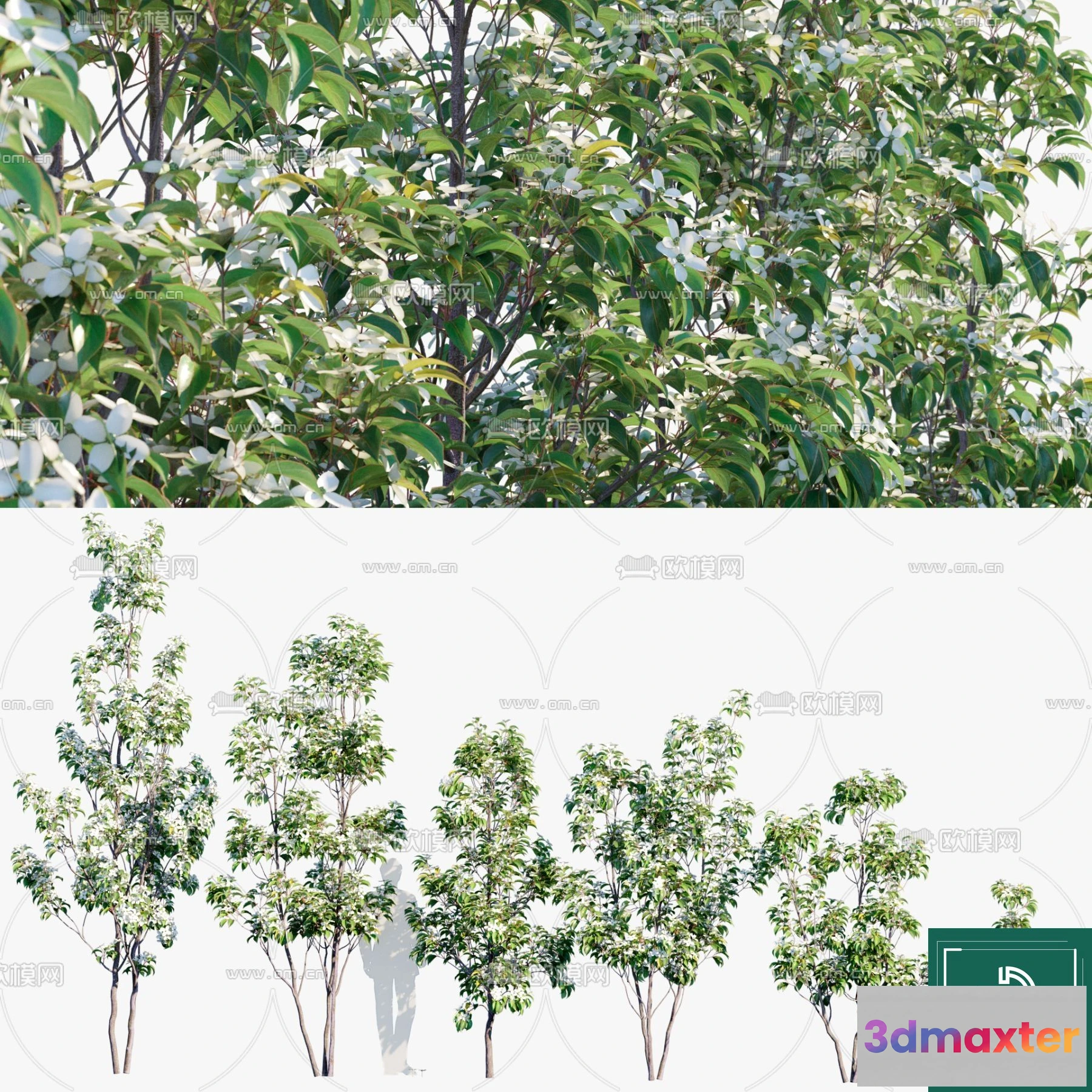 1380894 - Tree 3D Models - Exterior and Architecture 3DS Max - 251 3D Max