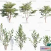 1381025 - Tree 3D Models - Exterior and Architecture 3DS Max - 253 3D Max