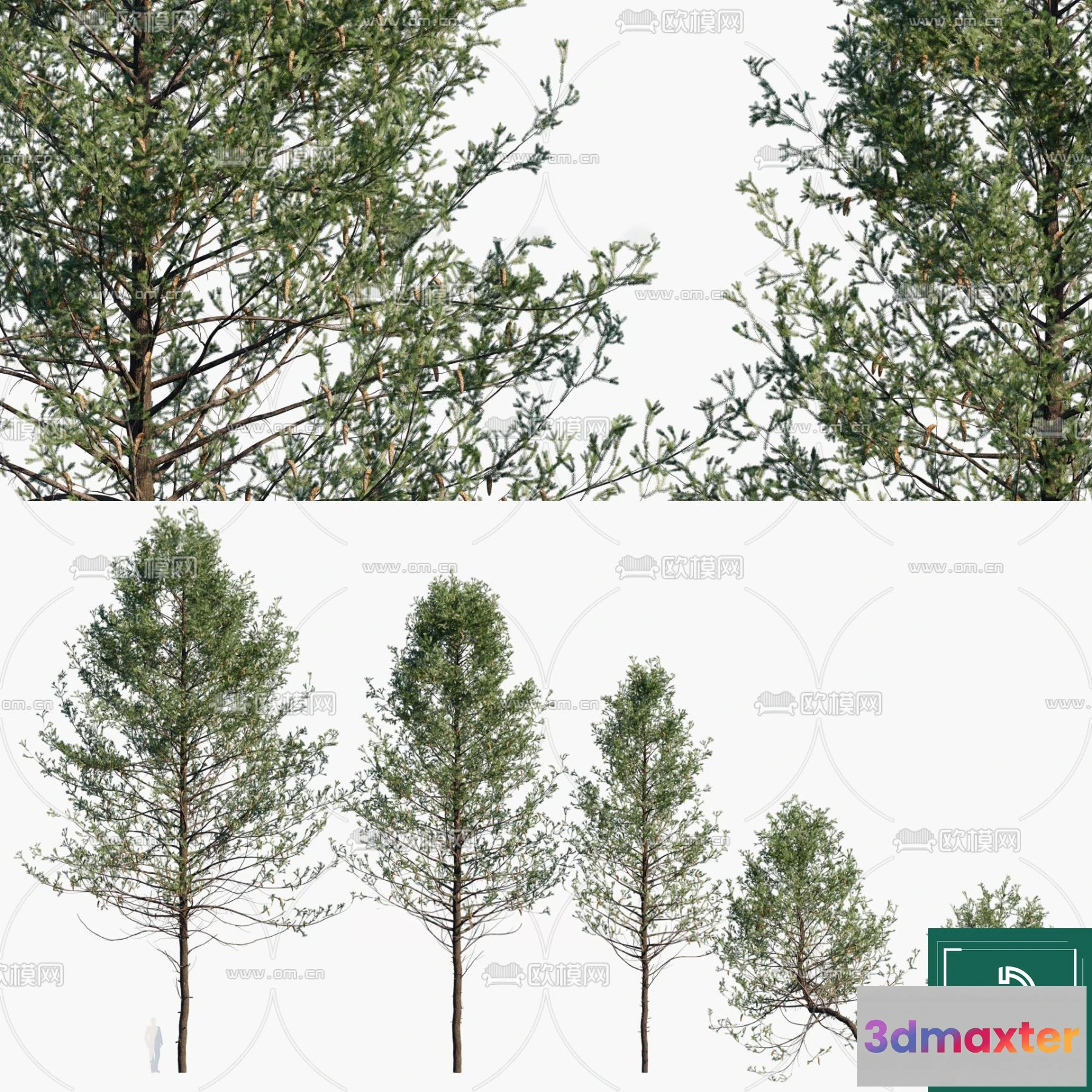 1381367 - Tree 3D Models - Exterior and Architecture 3DS Max - 258 3D Max