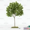 1382159 - Tree 3D Models - Exterior and Architecture 3DS Max - 270 3D Max