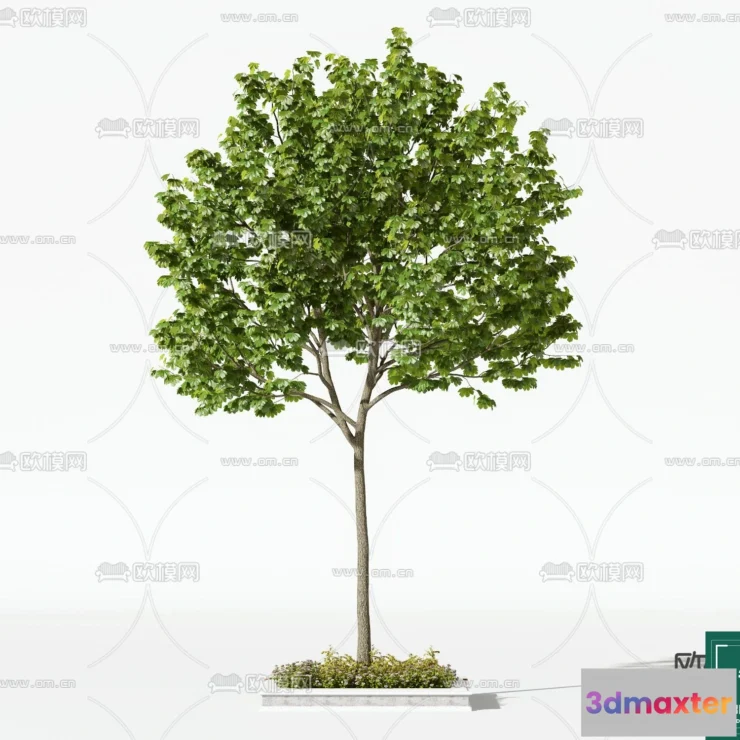 1382159 - Tree 3D Models - Exterior and Architecture 3DS Max - 270 3D Max