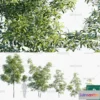 1382227 - Tree 3D Models - Exterior and Architecture 3DS Max - 271 3D Max
