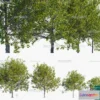 1382285 - Tree 3D Models - Exterior and Architecture 3DS Max - 272 3D Max
