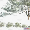 1382347 - Tree 3D Models - Exterior and Architecture 3DS Max - 273 3D Max