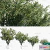 1382475 - Tree 3D Models - Exterior and Architecture 3DS Max - 275 3D Max