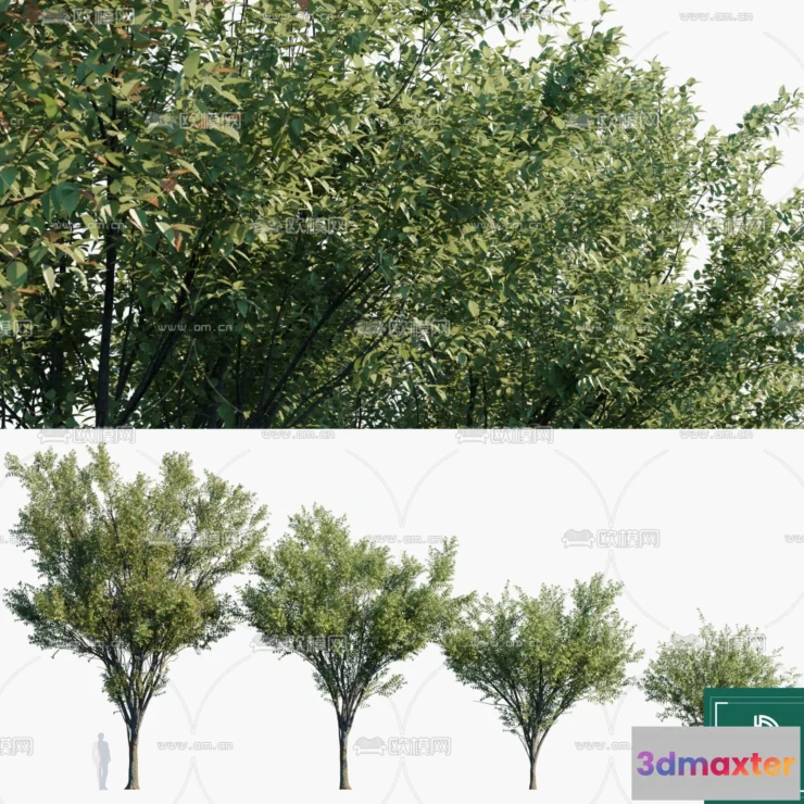 1382475 - Tree 3D Models - Exterior and Architecture 3DS Max - 275 3D Max