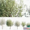 1382671 - Tree 3D Models - Exterior and Architecture 3DS Max - 278 3D Max